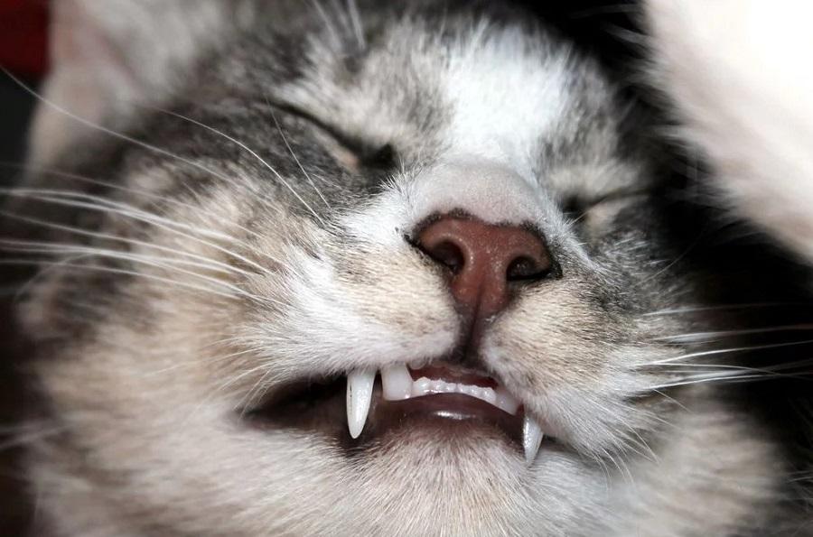 Kedim Diş Çıkarıyor, Ne Yapmalıyım?