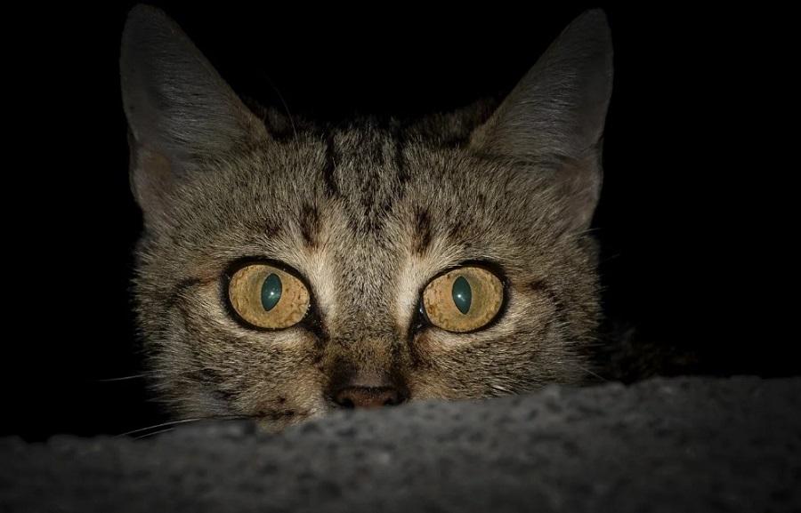 Kedim Geceleri Uyumuyor, Ne Yapmalıyım?