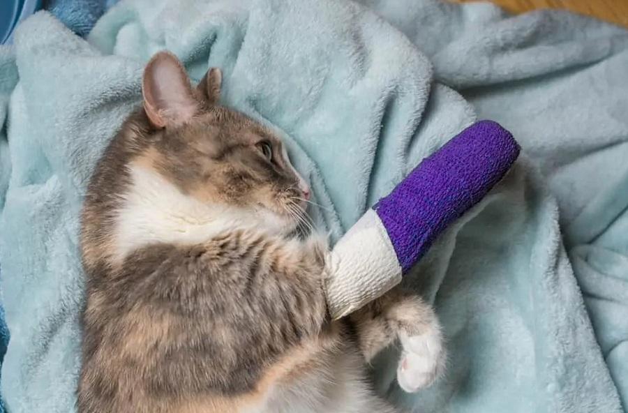 Topallayan Kedi Tedavisi Nasıl Yapılır?