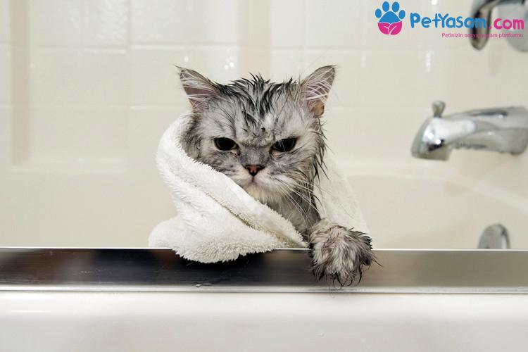 Kediler Neden Sudan Nefret Eder?