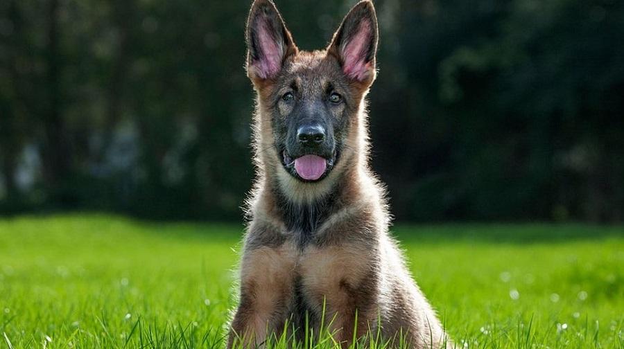 Köpeğim Bana Saldırıyor, Ne Yapmalıyım? Köpeğim Bana Saldırıyor, Ne Yapmalıyım?