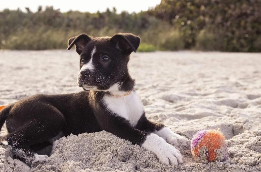 Köpeğim Çok Hareketli, Nasıl Sakinleşir? Köpeğim Çok Hareketli, Nasıl Sakinleşir?