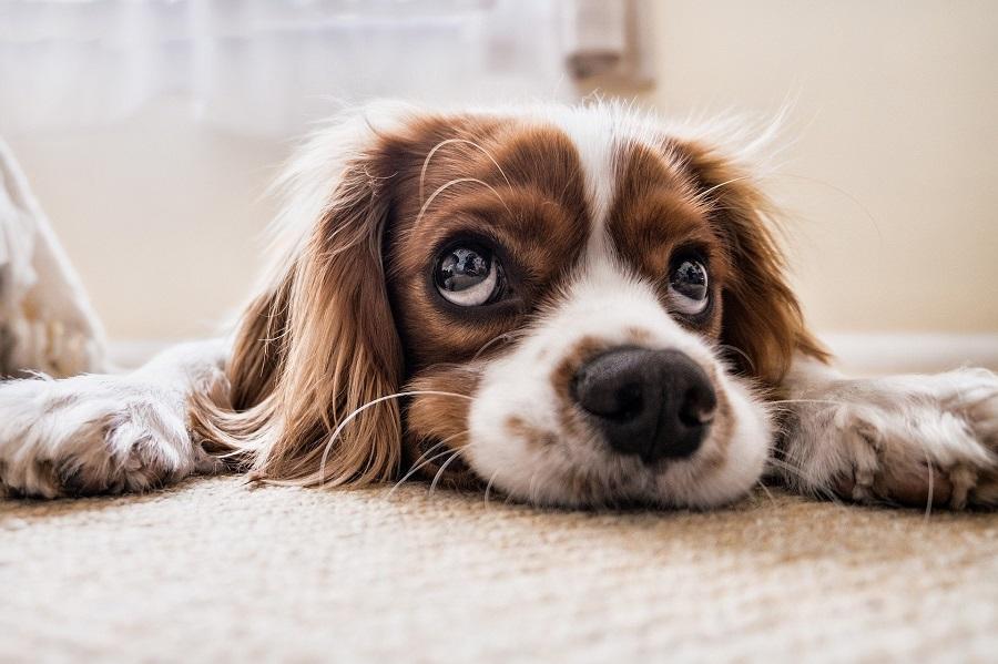 Köpeğim Kan Kusuyor, Ne Yapmalıyım? Köpeğim Kan Kusuyor, Ne Yapmalıyım?