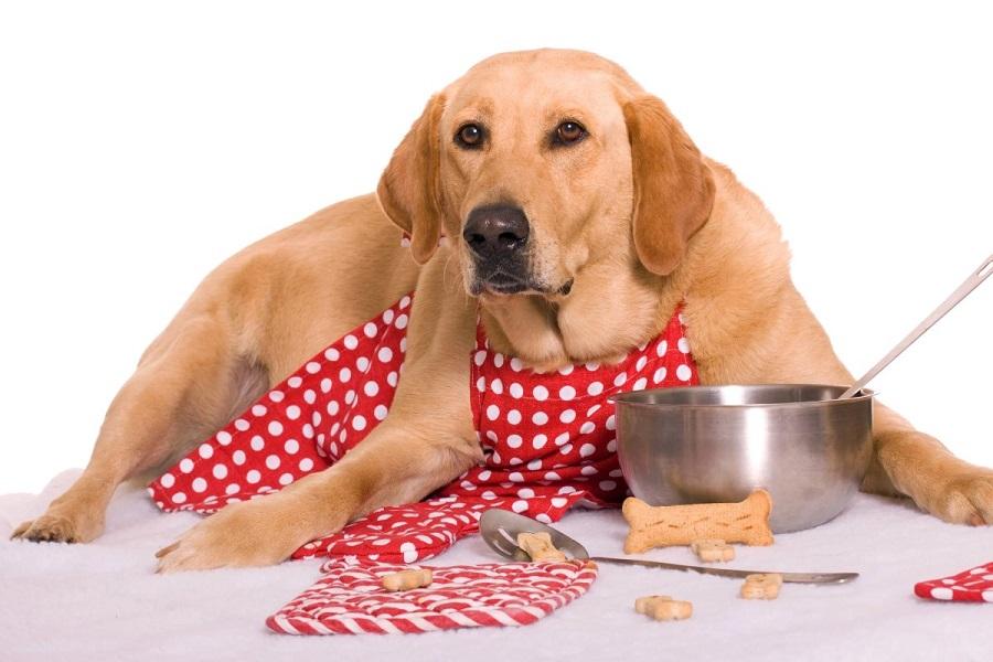 Köpeğim Zehirlendi, Ne Yapmalıyım? Köpeğim Zehirlendi, Ne Yapmalıyım?