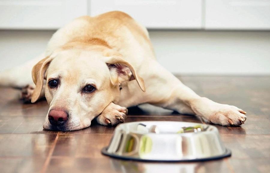 Köpeğimin Bağırsakları Gurulduyor, Ne Yapılmalı? Köpeğimin Bağırsakları Gurulduyor, Ne Yapılmalı?