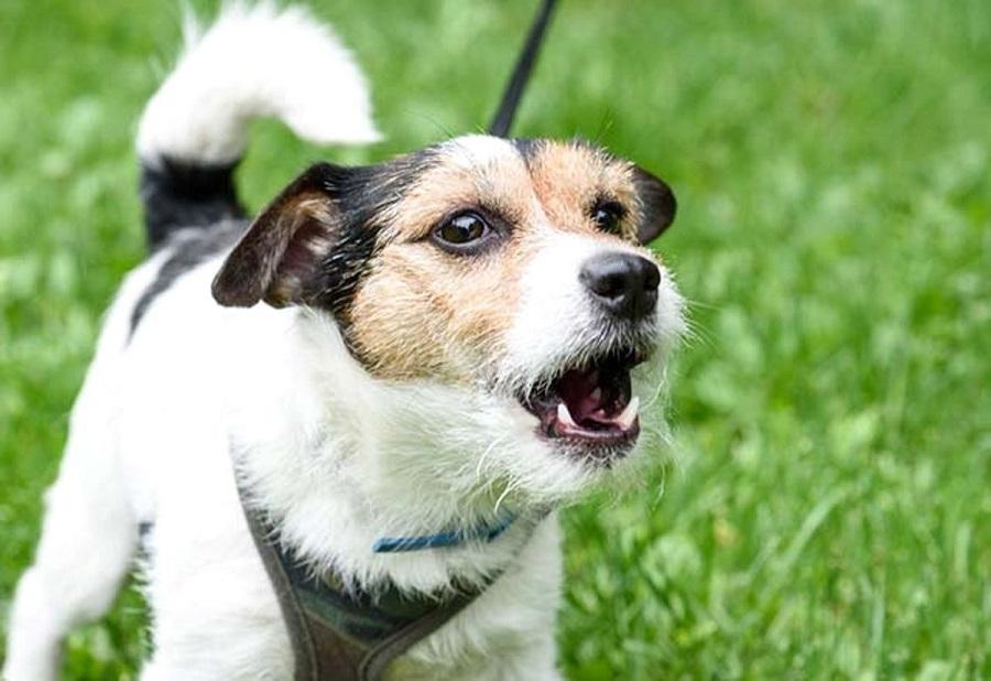 Köpeğimin Havlamaması İçin Ne Yapabilirim?