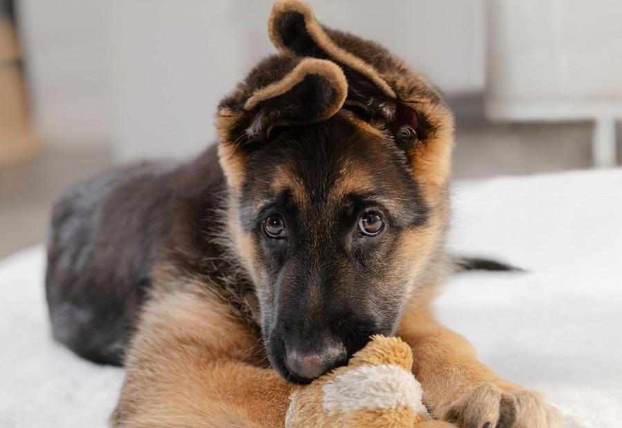 Köpeğin Bağışıklık Sistemi Nasıl Güçlendirilir?