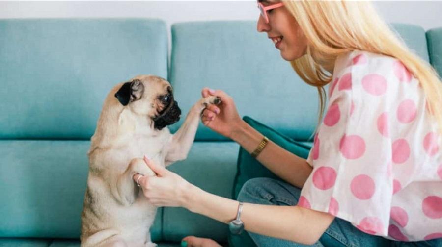 Köpeğin Sahibini Sevmesi İçin Ne Yapılır?