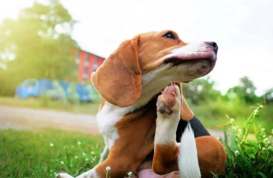 Köpek Kaşıntısı Nasıl Geçer?
