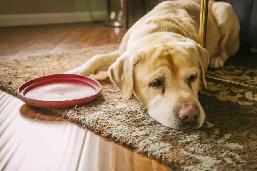Köpeklerde Ateş Nasıl Düşer?