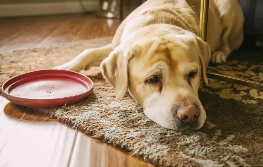 Köpeklerde Ateş Olduğu Nasıl Anlaşılır?
