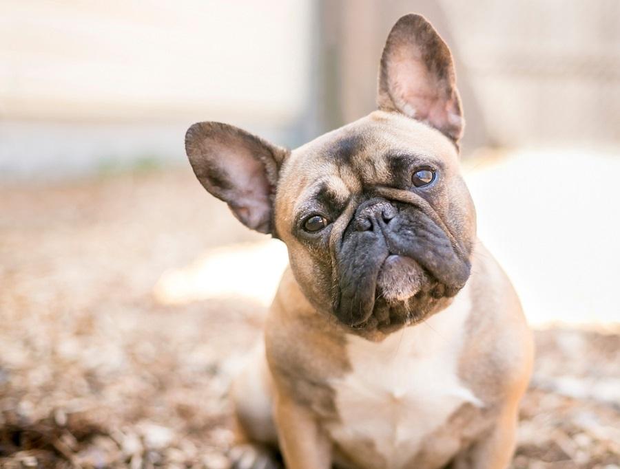 Basık Suratlı Köpek ve Kedilerde Brachycephalic Basık Suratlı Köpek ve Kedilerde Brachycephalic