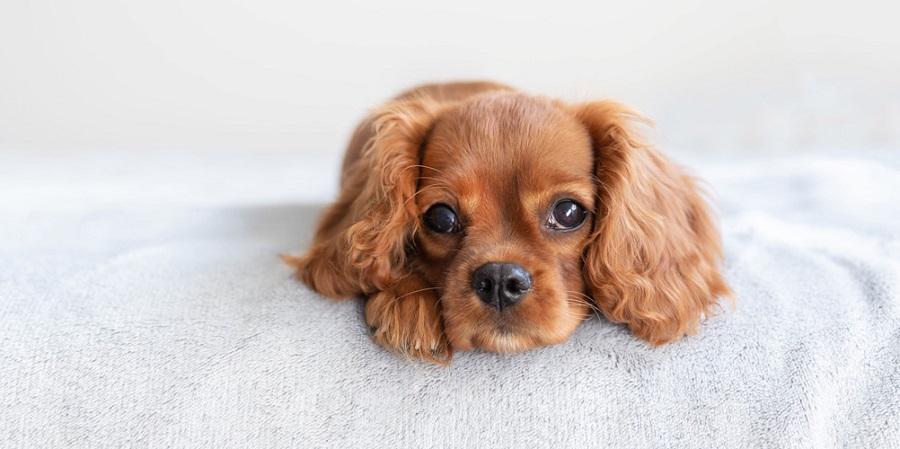 Köpeklerde Demir Eksikliği Nasıl Giderilir?