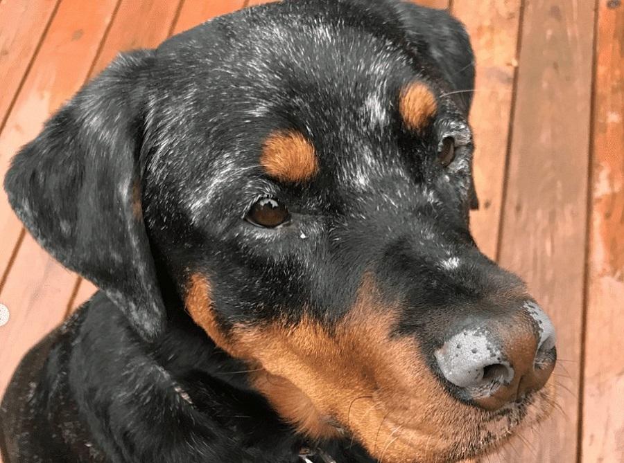 Köpeklerde Deri Hastalığı Neden Olur?