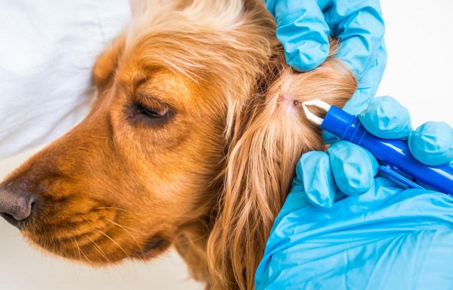 Köpeklerde Dış Parazit Ne Zaman Yapılır?