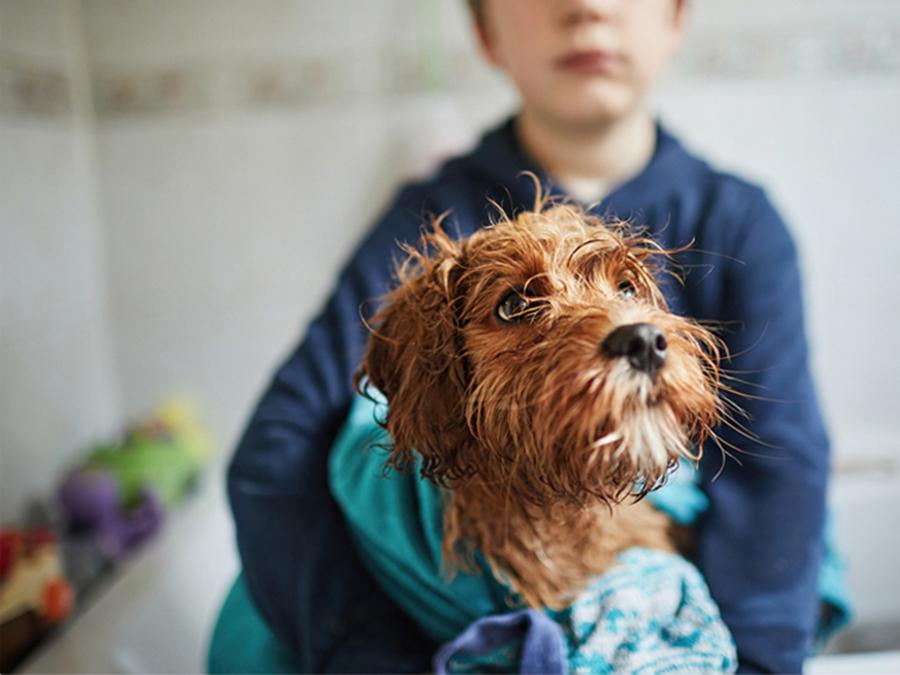 Köpeklerde En Sık Görülen Hastalıklar