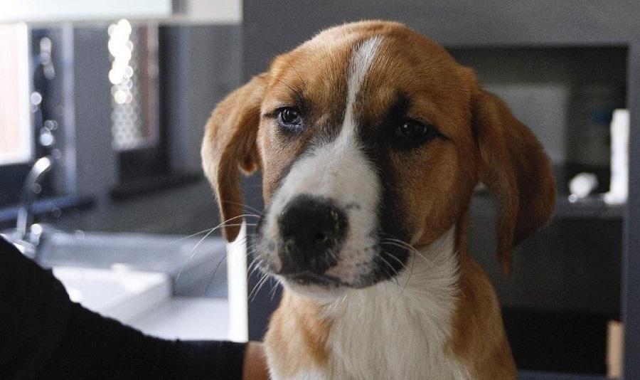 Köpeklerde Gençlik Hastalığı İyileşir mi?