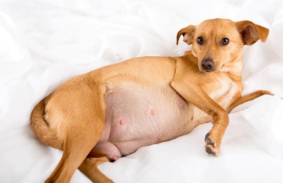 Köpeklerde Hamilelik Nasıl Anlaşılır?