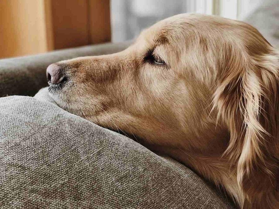 Köpeklerde Karın Ağrısı Rahatsızlığına Ne İyi Gelir? Köpeklerde Karın Ağrısı Rahatsızlığına Ne İyi Gelir?