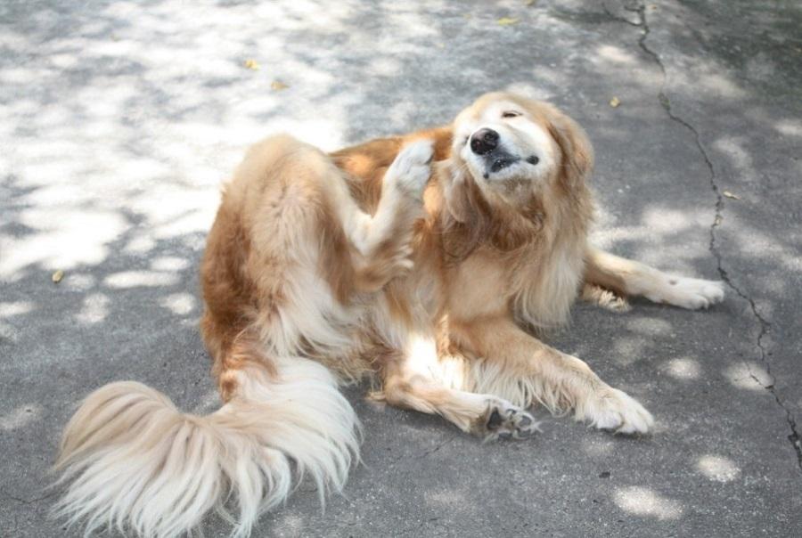 Köpeklerde Kaşıntı Sorunu Nasıl Geçer?