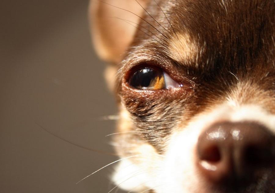 Köpeklerde Körlük Nasıl Anlaşılır?