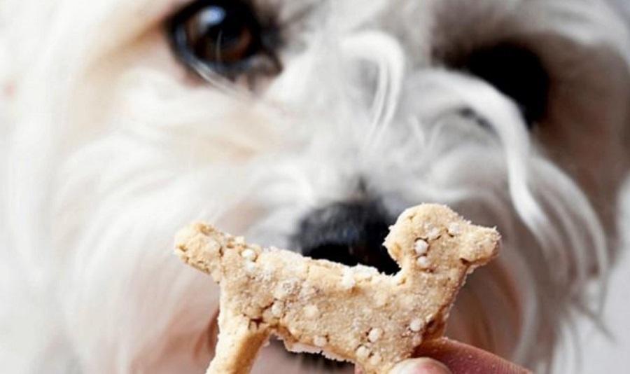 Köpeklerde Ödül Maması Nasıl Kullanılır? Köpeklerde Ödül Maması Nasıl Kullanılır?