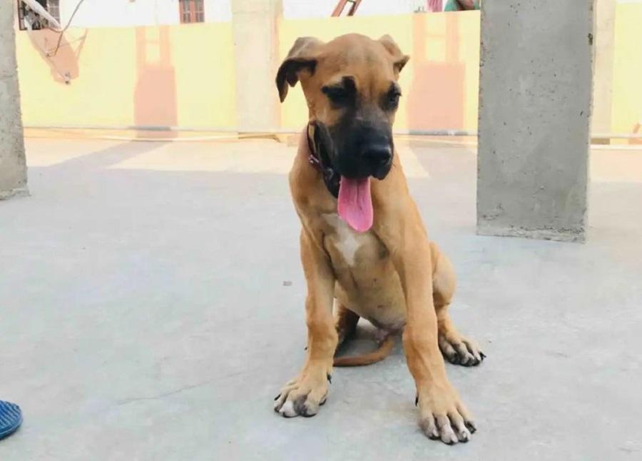 Köpeklerde Raşitizm Nasıl Tedavi Edilir?