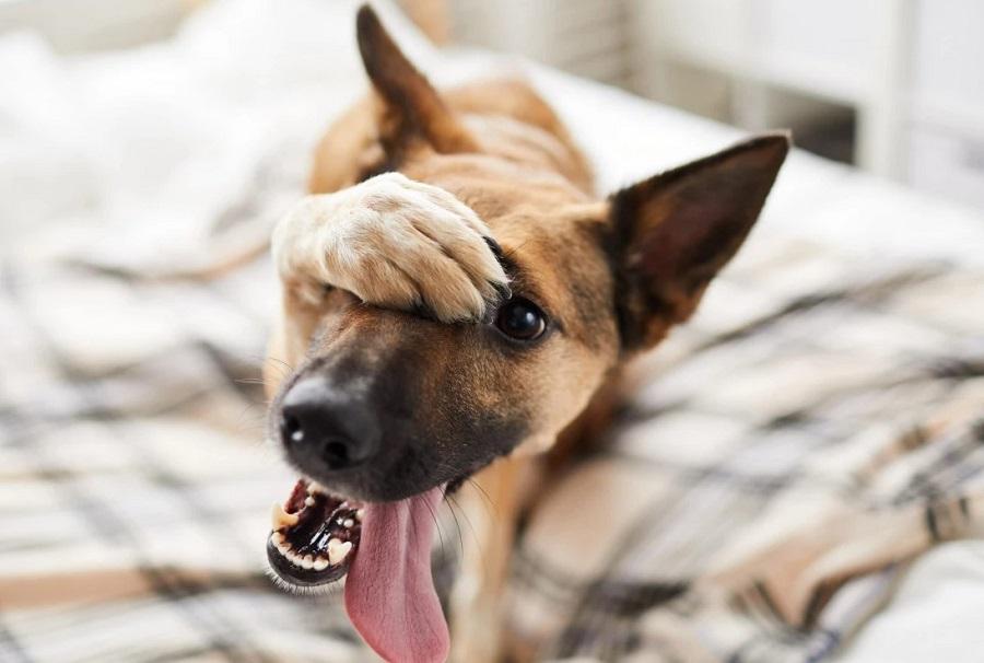 Köpeklerde Raşitizm Nedir?