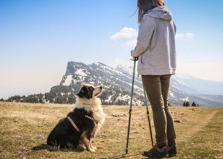 Köpeklerde Temel Eğitim Ne Zaman Başlar?