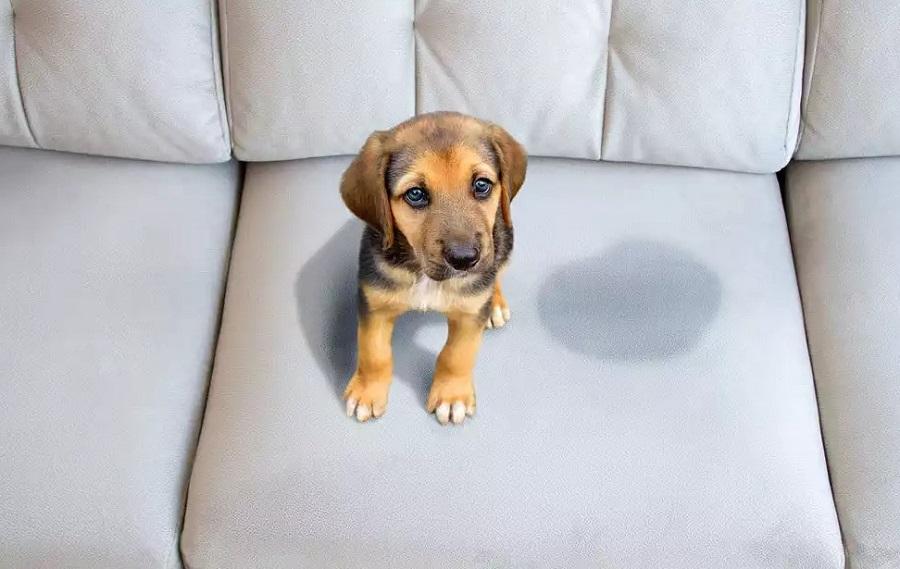 Köpeklerde Tuvalet Yönergesi ve Yapılması Gerekenler