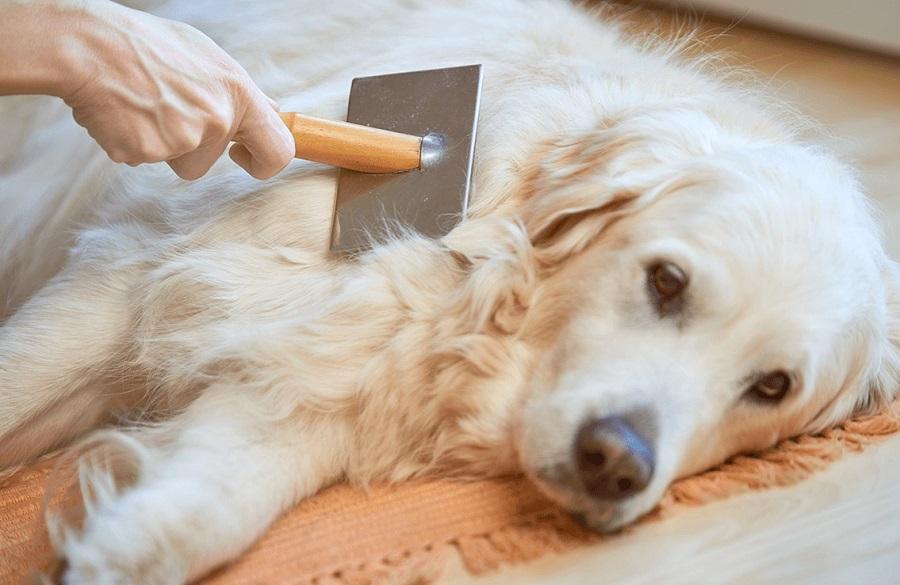 Köpeklerde Tüy Dökme Mevsimi Ne Kadar Sürer?