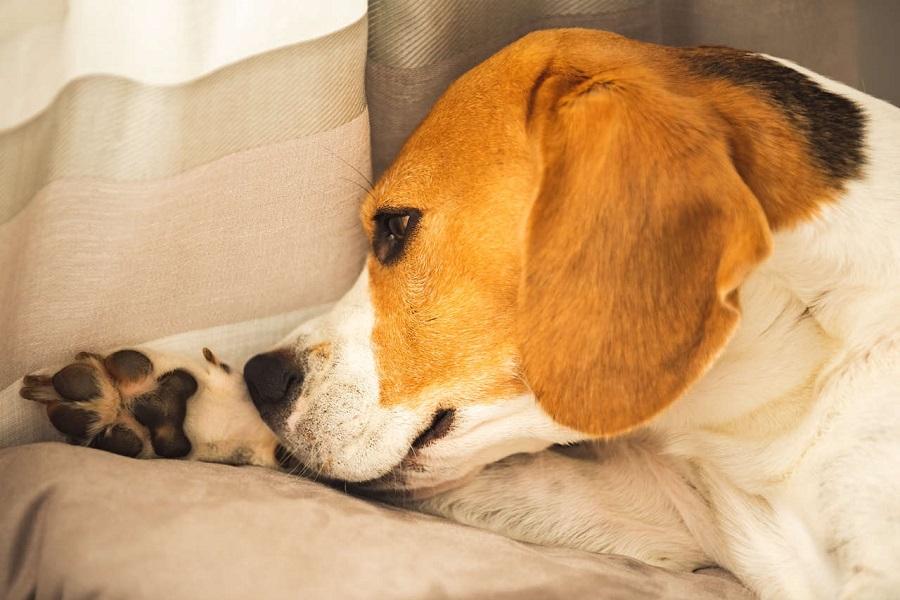 Köpeklerde Uyuz Tedavisi Nasıl Yapılır? Köpeklerde Uyuz Tedavisi Nasıl Yapılır?