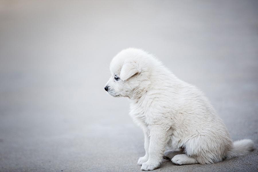 Köpeklerde Cushing Hastalığı Tedavisi Köpeklerde Cushing Hastalığı Tedavisi
