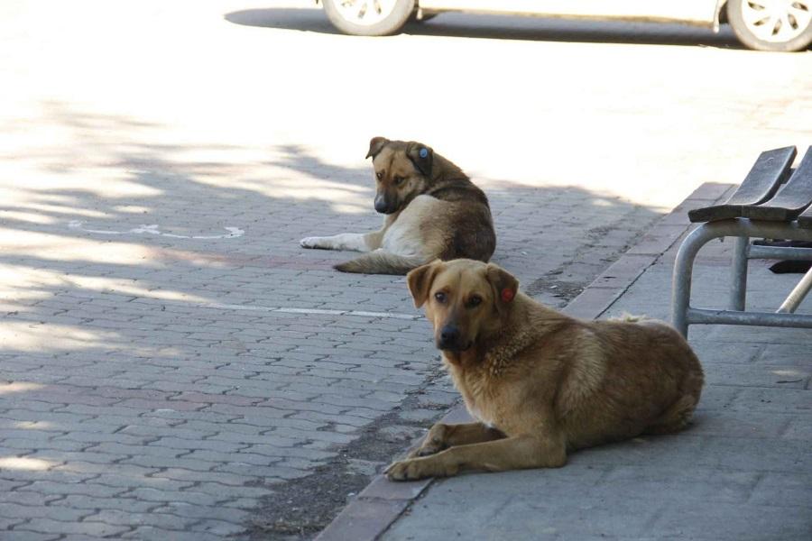 Köpeklerin Aç Olduğu Nasıl Anlaşılır? Köpeklerin Aç Olduğu Nasıl Anlaşılır?