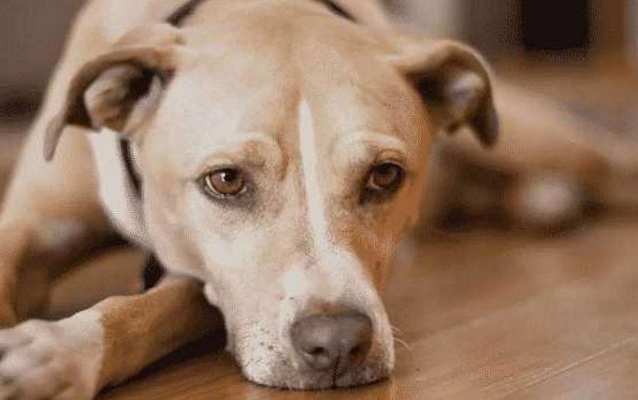 Köpeklerin Ağzından Köpük Gelmesi Neye İşarettir? Köpeklerin Ağzından Köpük Gelmesi Neye İşarettir?