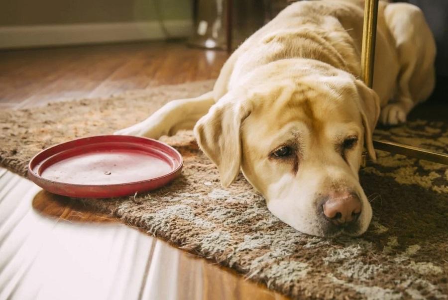 Köpeklerin Ateşi Nasıl Düşer? Köpeklerin Ateşi Nasıl Düşer?