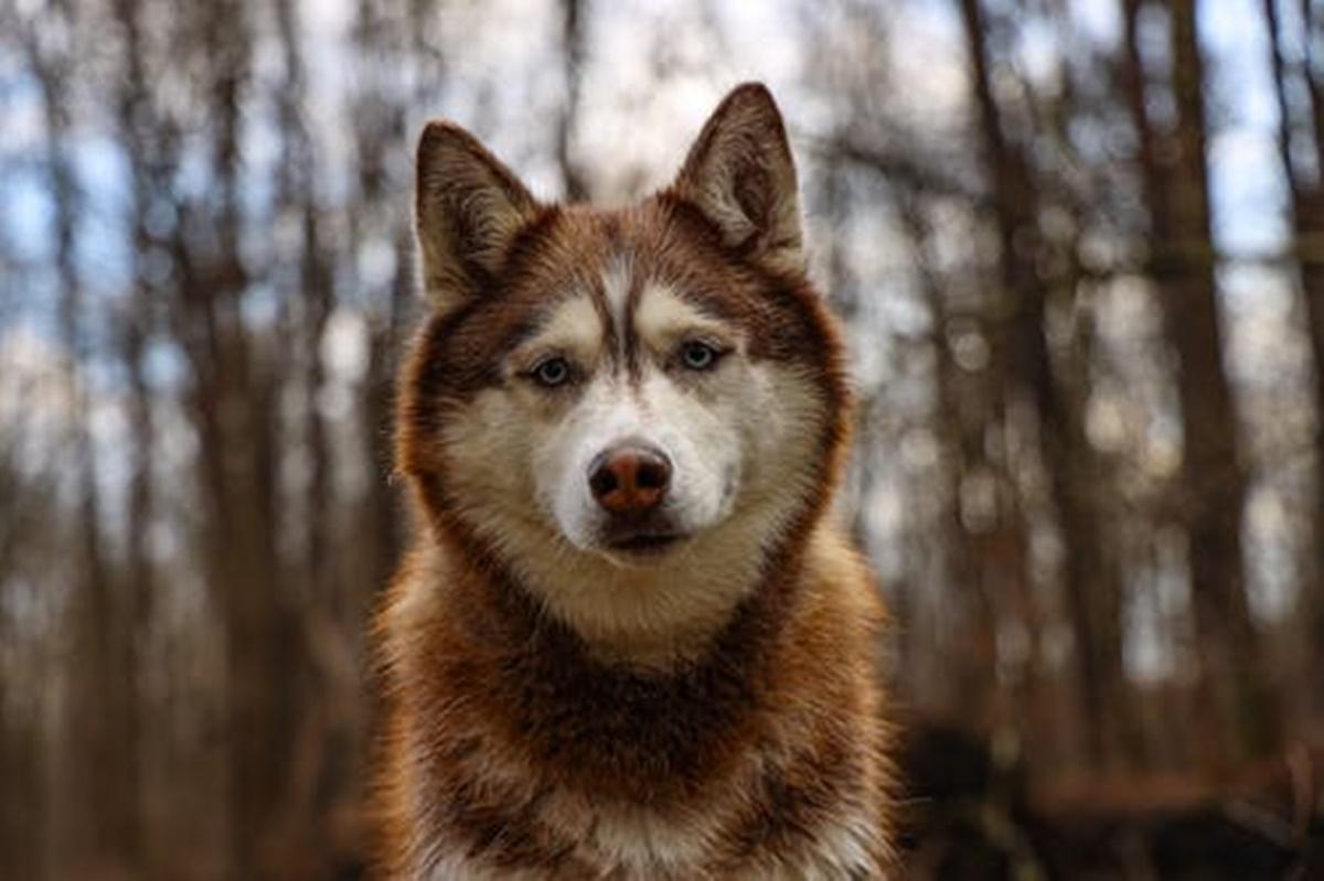 Köpeklerin Çene Basıncı Ne Kadar? En Güçlü Çene Hangi Cinstir? Köpeklerin Çene Basıncı Ne Kadar? En Güçlü Çene Hangi Cinstir?