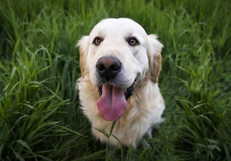 Köpeklerin Hızlı Nefes Alma Nedenleri Nelerdir?