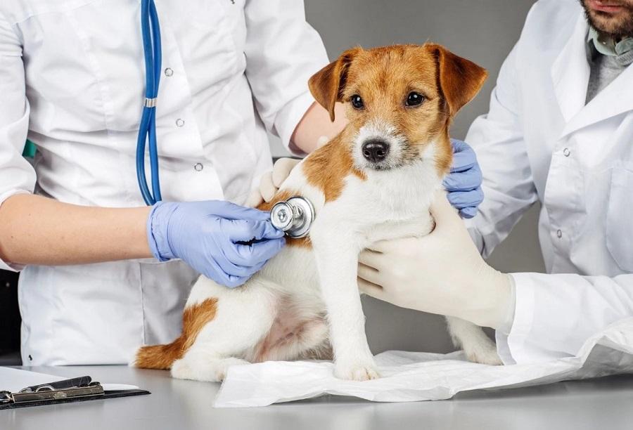 Köpeklerin Kısır Olduğu Nasıl Anlaşılır?