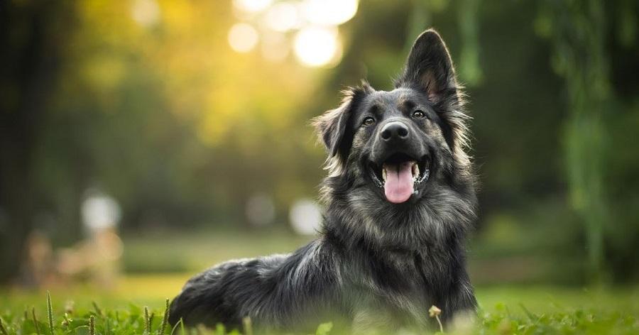 Köpeklerin Yaşı Hesaplaması ve Yaş Tablosu