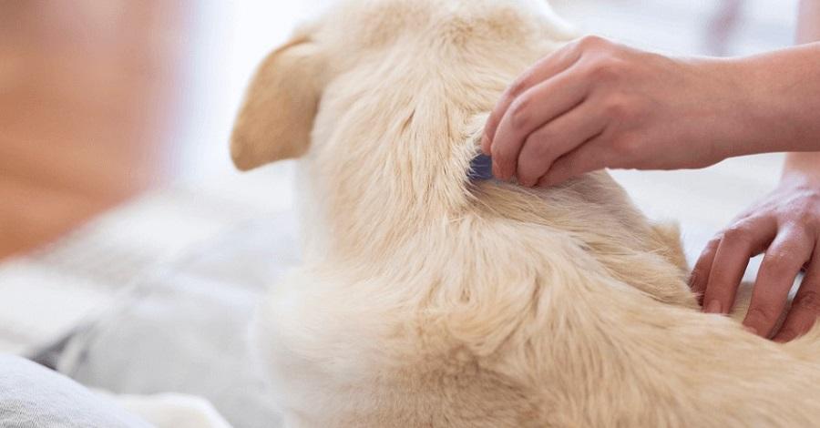 Köpekteki Pire Nasıl Temizlenir? Köpekteki Pire Nasıl Temizlenir?