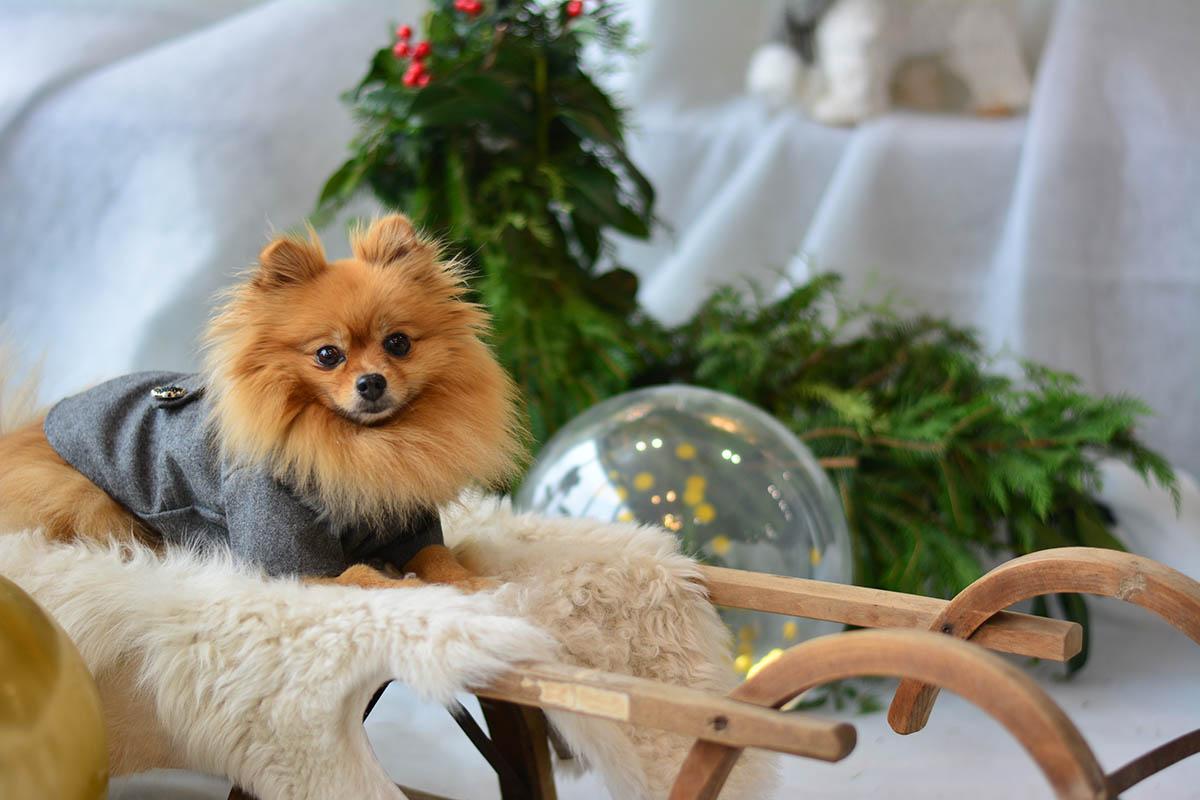 Pomeranian Boo Bakımı Nasıl Olmalıdır? Pomeranian Boo Bakımı Nasıl Olmalıdır?
