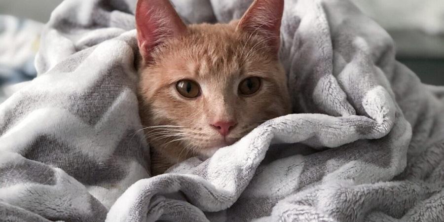 Yavru Kedilerde Burun Tıkanıklığı Nasıl Geçer?