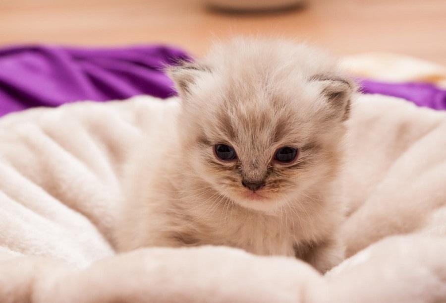 Yavru Kedilerde İshal Nedenleri ve Tedavisi