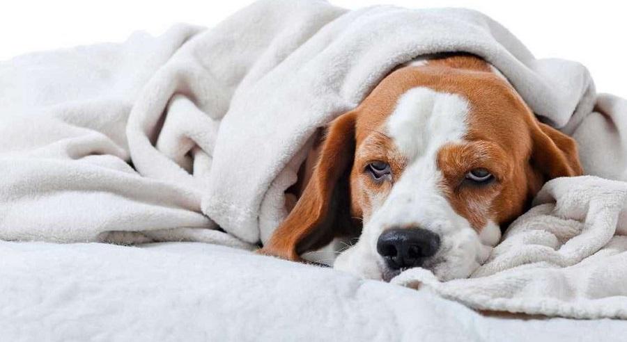 Yavru Köpeklerde Gaz Sancısı Nasıl Giderilir?