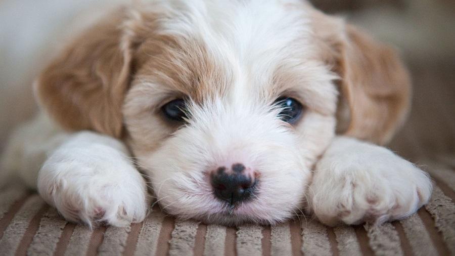 Yavru Köpeklerde Karın Şişliği Nasıl Geçer? Yavru Köpeklerde Karın Şişliği Nasıl Geçer?