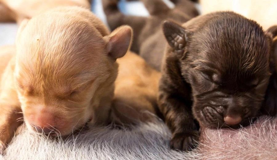 Yeni Doğan Köpeklerin Gözleri Ne Zaman Açılır?