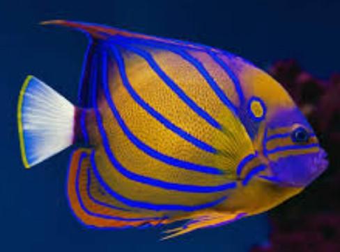 Annularis Angel Balık Türü Özellikleri ve Bakımı