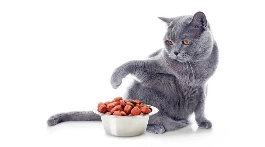 Bozuk Kedi Maması Nasıl Anlaşılır?