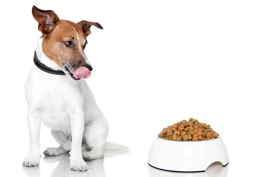 Bozuk Köpek Maması Nasıl Anlaşılır? Bozuk Köpek Maması Nasıl Anlaşılır?